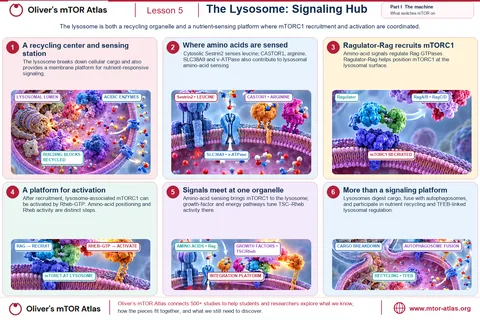 The lysosome recycles cellular cargo and is also a platform for signalling. Sestrin2 (leucine) and CASTOR1 (arginine) sense amino acids in the cytosol; SLC38A9 and the v-ATPase contribute at the lysosome. Ragulator and the Rag GTPases recruit mTORC1 to the lysosomal surface, where Rheb-GTP activates it; growth-factor and energy signals act there through TSC and Rheb. Lysosomes also fuse with autophagosomes and take part in TFEB-linked regulation.