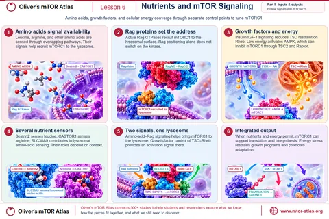 Amino acids are sensed through Sestrin2 (leucine), CASTOR1 (arginine) and SLC38A9 at the lysosome; Rag GTPases bring mTORC1 to the lysosomal surface but do not switch it on; growth factors relieve TSC restraint on Rheb, and low energy activates AMPK, which restrains mTORC1. Both signals together let mTORC1 drive translation.