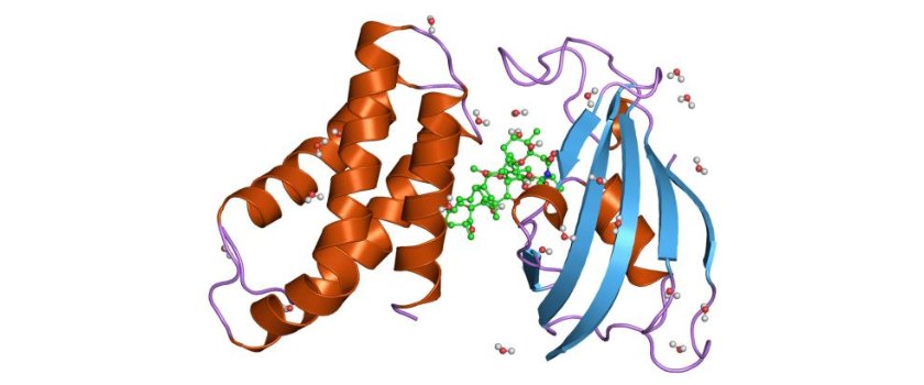 Rapamycin (green) held between FKBP12 and the FRB domain of mTOR, PDB 1FAP