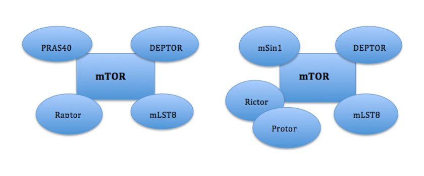 Subunit composition of mTORC1 and mTORC2