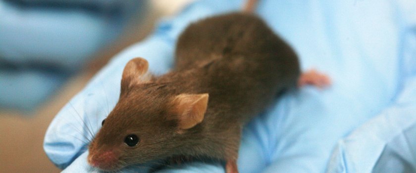 A laboratory mouse