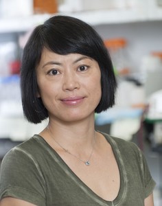 Haijuan Yang