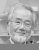 Yoshinori Ohsumi